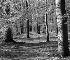 Du meine heilige Einsamkeit (Buch-Illustration)